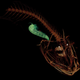 X-ray image (Image: Adam Summers/University of Washington)